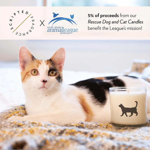 Scripted Fragrance Soy Candle- Cat
