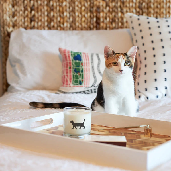 Scripted Fragrance Soy Candle- Cat